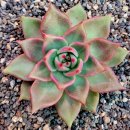 아담과이브 이미지