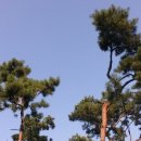 소나무 행정사 사무소 이미지