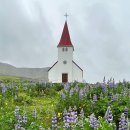 [사진 이야기] Lupine in Iceland 이미지