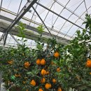 따봉농장 이미지