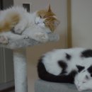 두리동물클리닉 이미지