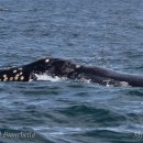 고래반점 이미지