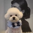 그루밍 펫 뷰티샵 이미지