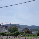 지세포반점