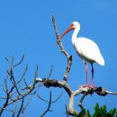 따오기(Crested Ibis), 이미지