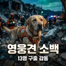 중앙119구조본부(영남119특수구조대) | [[B:13명]의 생명을 구한 영웅견, 구조견 소백이의 감동 실화