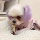 미니 앤 바니 애견샵 이미지