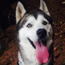 애견호텔 이미지