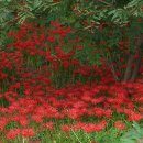 불갑사관광지 이미지