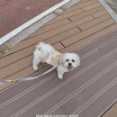 지니독 | 비숑츄(비숑+시츄) 기능성 사료 추천, 닥터독 베츠초이스 J+ 관절건강 사료 후기