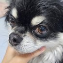 치와와 둥지 | 강아지 우는 이유와 털변색을 막을 수 있는 방법 3개월 관리 후기