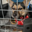 호야켄넬 이미지