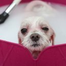 이든펫스파 이미지