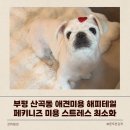 해피애견 미용실 | 부평 산곡동 애견미용 해피테일 페키니즈 미용 스트레스 최소화 추천