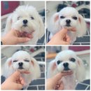 짱구네동물병원 이미지