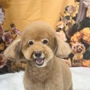 츄블리 펫 살롱 이미지