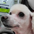 도그플러스 애견미용 이미지