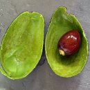 연두사과 | 닥터라이블리 연두 스무디 이렇게 먹으면 맛있다! 나만의 꿀조합