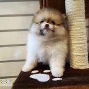 도그마루(왕십리점) 이미지