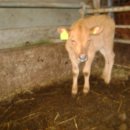 우리한우농장 이미지