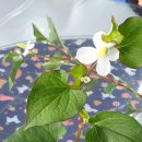 청룡병설유치원 이미지