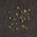 식충식물 끈끈이주걱 피그미 무성아 젬마 번식 이미지