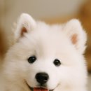 강아지에 빠지다 | 사모예드 분양, 솜사탕 매력에 퐁당 빠지다! 대형견 입양 후기