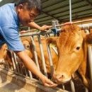 순천만자연드림목장 이미지