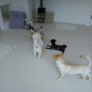 해피 애견 놀이방 이미지