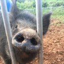 토종돼지농장 이미지