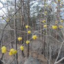 봄날 그전집 이미지