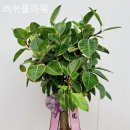 러쉬플라워 네이버블로그