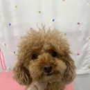 댕스얼랏 이미지