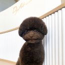 도그아트 이미지