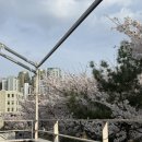 경의선 | 서울 벚꽃 명소 BEST 🌸 대흥역 경의선숲길 벚꽃 + 데이트 코스 후기