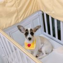 개린이미용실 이미지