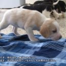 해피