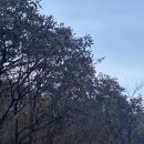 카오스371 | 지리산 노고단 일출/단풍 후기(feat. 성삼재 휴게소 주차, 단풍 현황, 국립공원공단 예약)