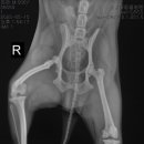 홍경태동물병원 이미지