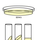 배지의 물리적 성상에 따른 분류 이미지