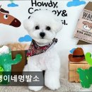 꼬맹이네 멍발소 이미지