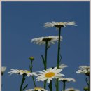 하늘아래첫집펜션 이미지