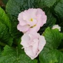 바우바우 이미지