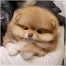 버디독 강아지분양 안심분양센터 서울 영등포점 | 강아지 분양 전 꼭 알아야 할 주의사항 정리해요