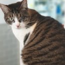 참사랑 연합의원 이미지