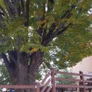 둥구나무한의원 이미지