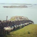 돌담목장 이미지