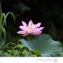 홍연 - 칠곡군 북중리3길 6 | 홍연