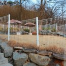 멍스타애견 이미지