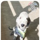 경희궁바른동물병원 이미지